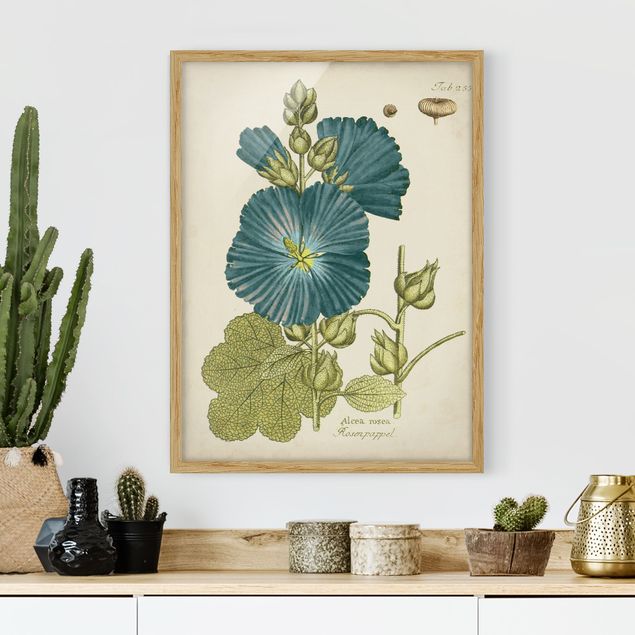 Ingelijste posters Vintage Botany In Blue Rose Poplar