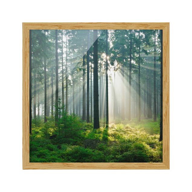 Ingelijste posters Enlightened Forest