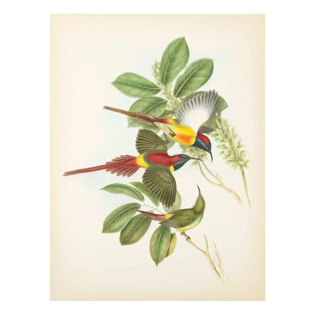 Glasschilderijen Vintage Illustration Tropical Birds III