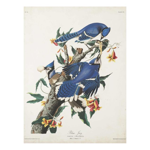 Glasschilderijen Vintage Board Blue Jays