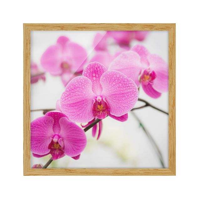 Ingelijste posters Close-Up Orchid