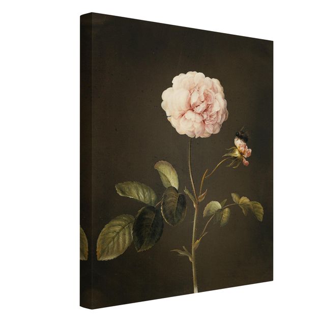 Canvas schilderijen Barbara Regina Dietzsch - French Rose With Bumblbee