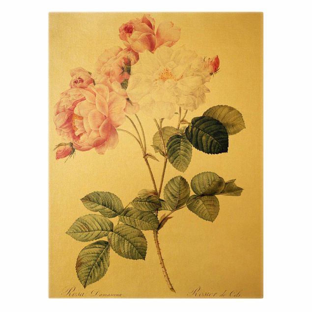 Canvas schilderijen - Goud Pierre Joseph Redoute - Rosa Damascena