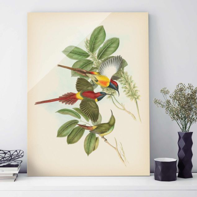 Glas Magnettafel Vintage Illustration Tropical Birds III