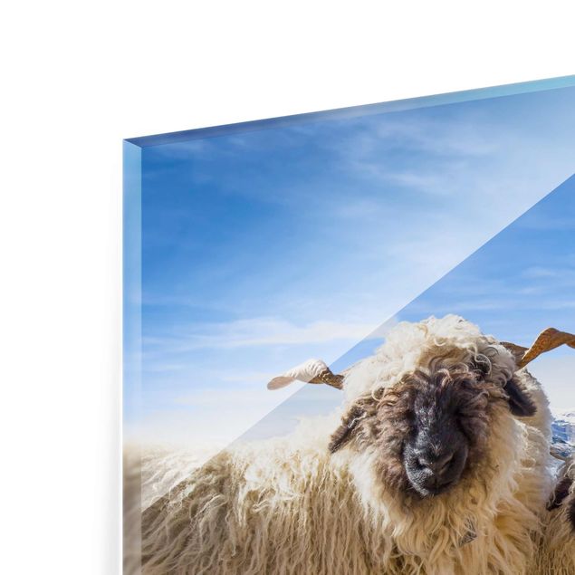 Glasschilderijen Blacknose Sheep Of Zermatt