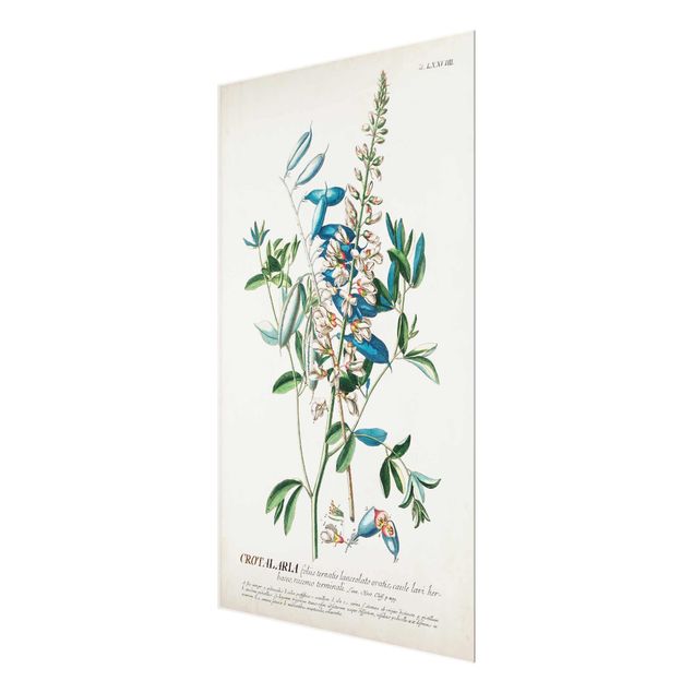 Glasschilderijen Vintage Botanical Illustration Legumes
