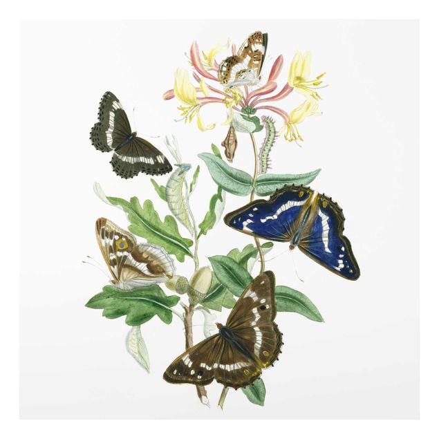 Glasschilderijen British Butterflies IV