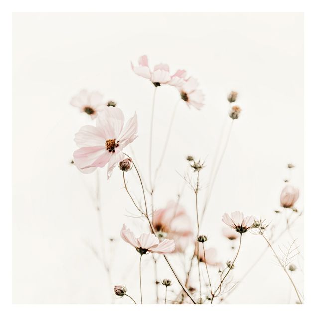 Fotobehang - Garden Cosmos In Soft Cream Tones