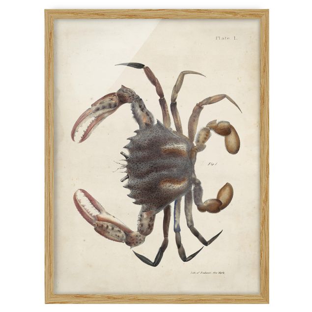 Ingelijste posters Vintage Illustration Crab