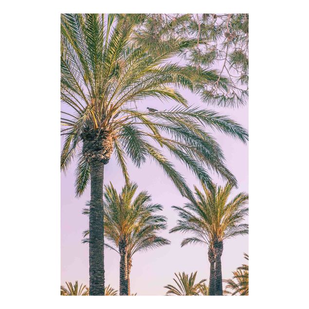 Glasschilderijen Palm Trees At Sunset