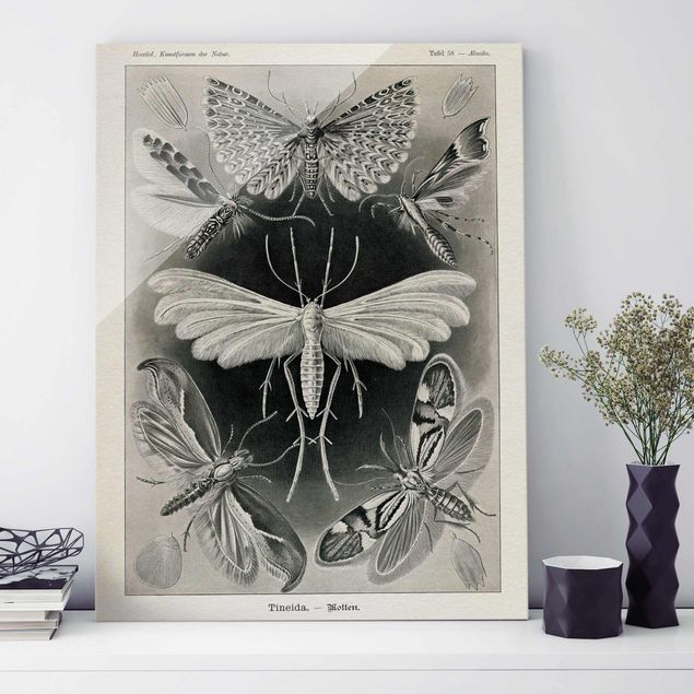 Glas Magnettafel Vintage Board Moths And Butterflies
