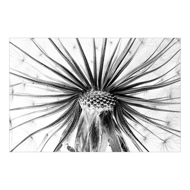 Fotobehang Dandelion Close-up Black And White