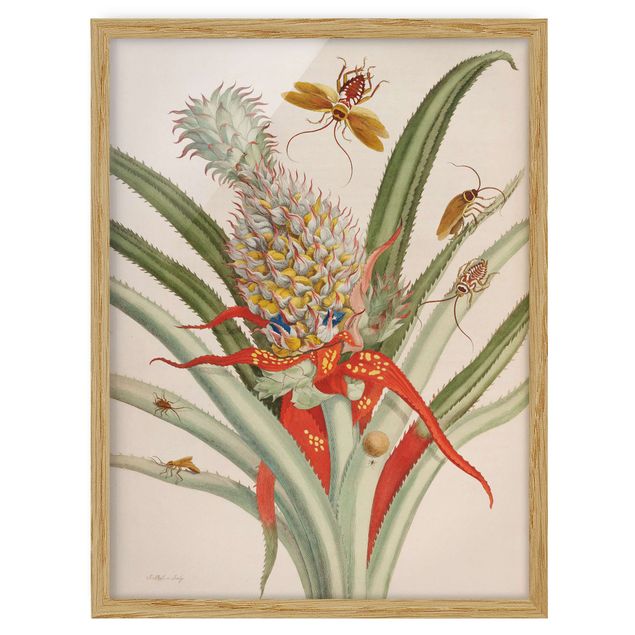 Ingelijste posters Anna Maria Sibylla Merian - Pineapple With Insects