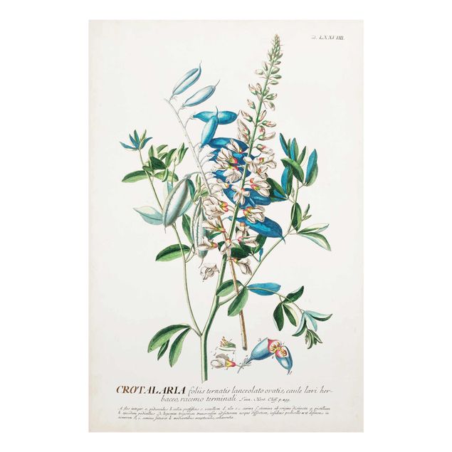 Glasschilderijen Vintage Botanical Illustration Legumes