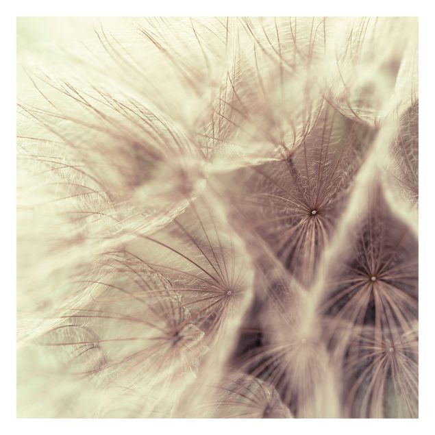 Fotobehang Detailed Dandelion Macro Shot With Vintage Blur Effect