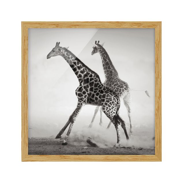 Ingelijste posters Giraffe Hunt
