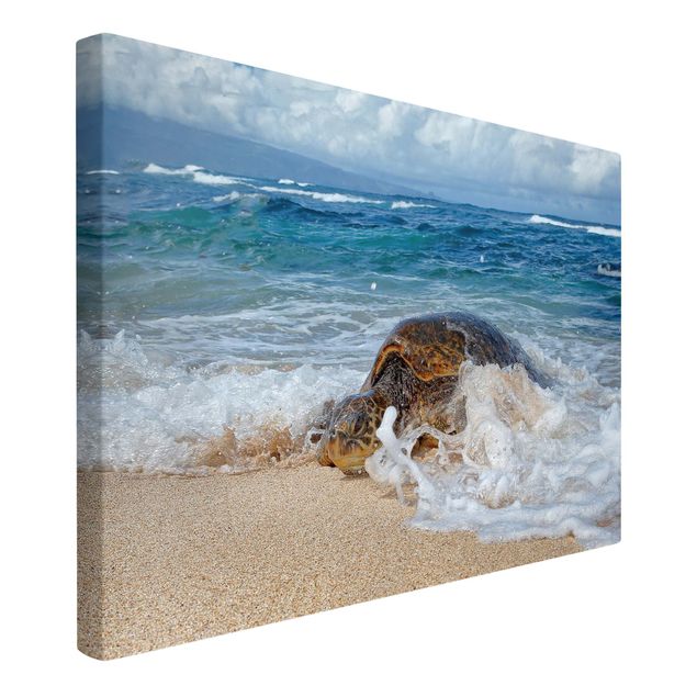 Canvas schilderijen - The Turtle Returns Home