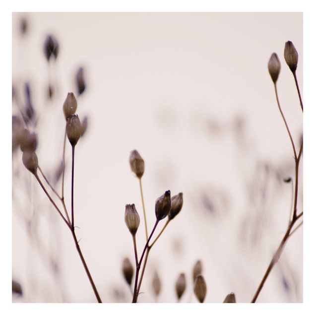Fotobehang Dark Buds On Wild Flower Twig