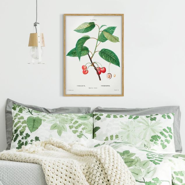 Ingelijste posters Botany Vintage Illustration Red Cherries