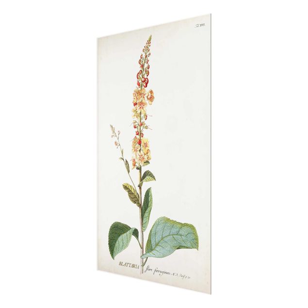 Glasschilderijen Vintage Botanical Illustration Mullein