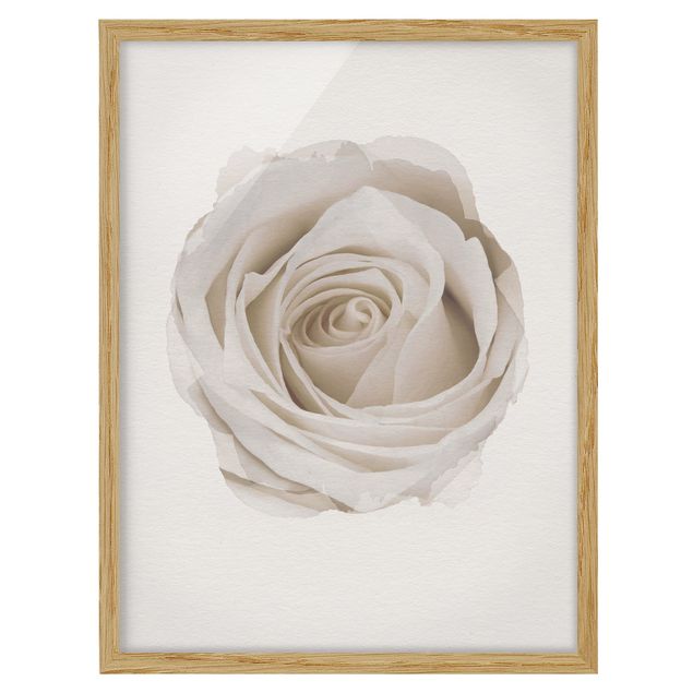 Ingelijste posters WaterColours - Pretty White Rose