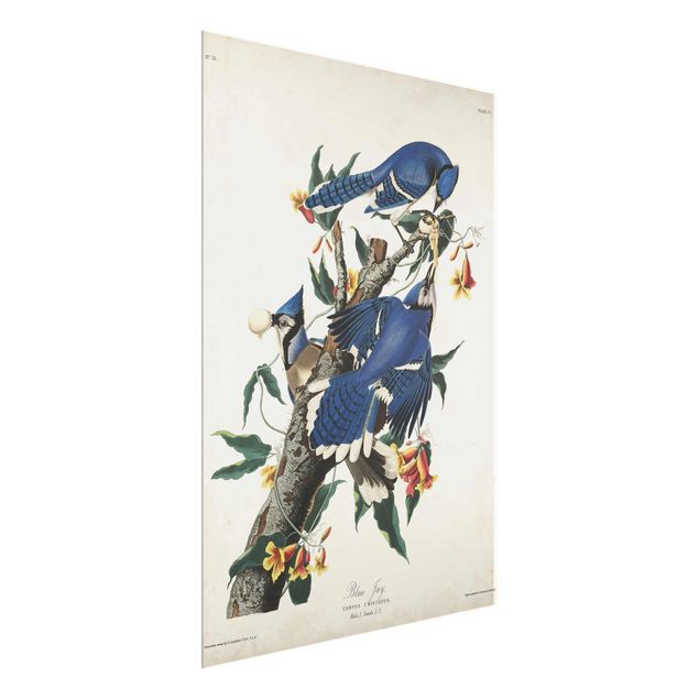 Glasschilderijen Vintage Board Blue Jays
