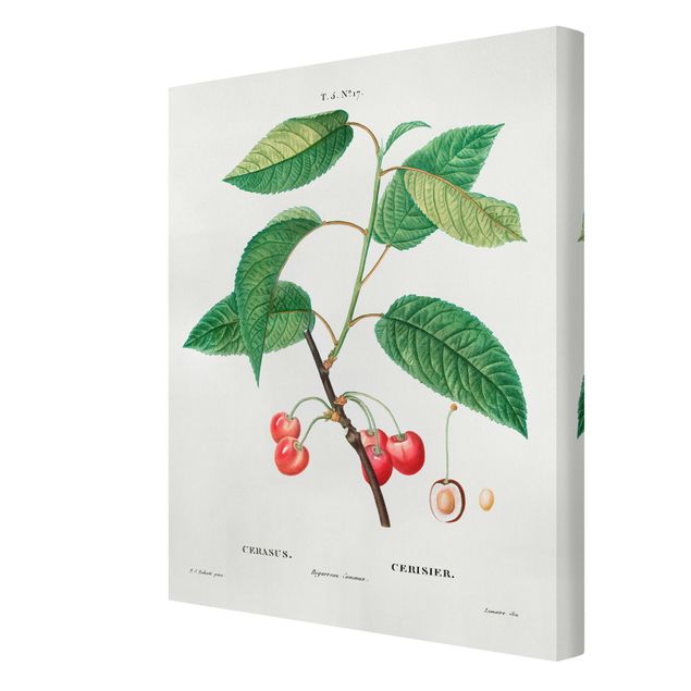 Canvas schilderijen Botany Vintage Illustration Red Cherries