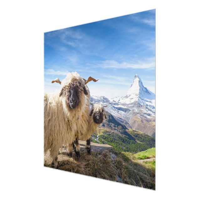 Glasschilderijen Blacknose Sheep Of Zermatt