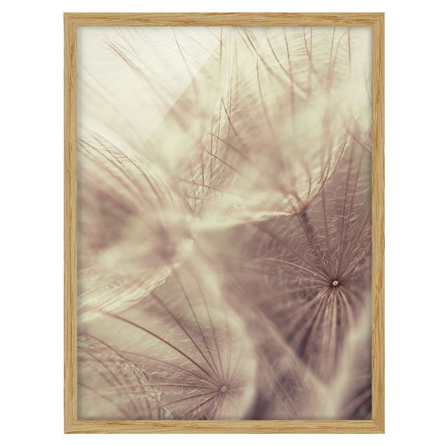Ingelijste posters Detailed Dandelion Macro Shot With Vintage Blur Effect