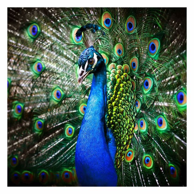Fotobehang Noble Peacock