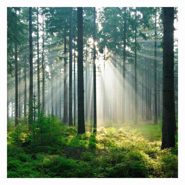 Fotobehang Enlightened Forest