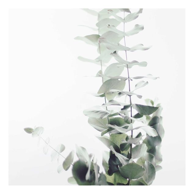 Glasschilderijen Eucalyptus In White Light
