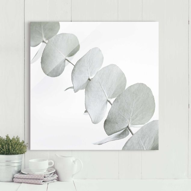 Magnettafel Glas Eucalyptus Branch In White Light