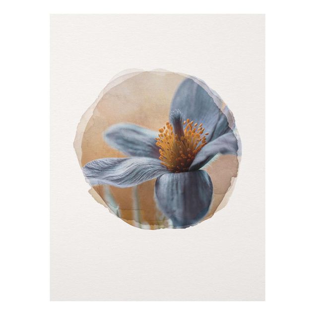 Glasschilderijen WaterColours - Kuhschelle In Blue