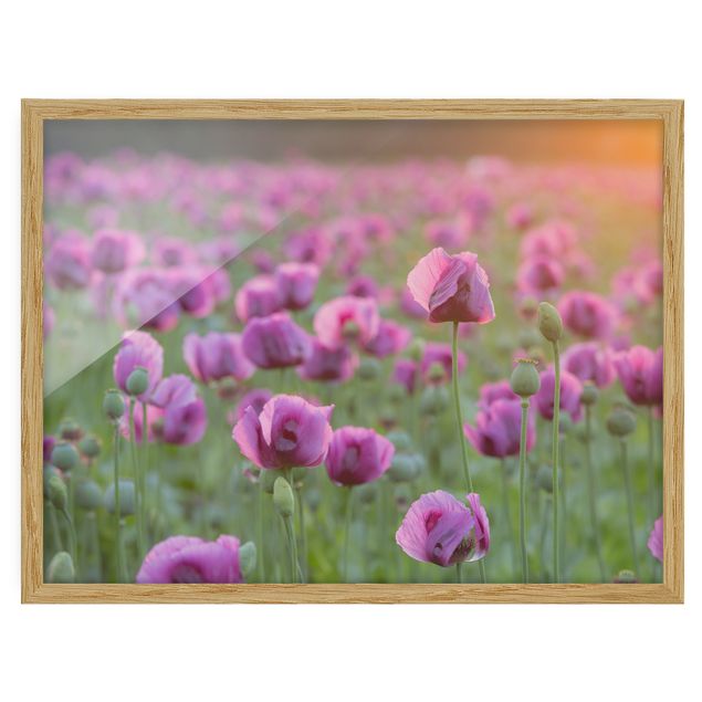 Ingelijste posters Purple Poppy Flower Meadow In Spring