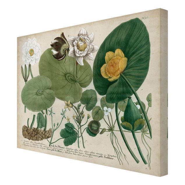 Canvas schilderijen Vintage Board White Water-Lily