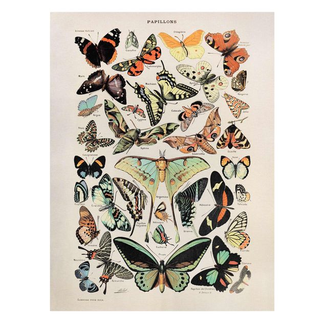 Canvas schilderijen Vintage Board Butterflies And Moths
