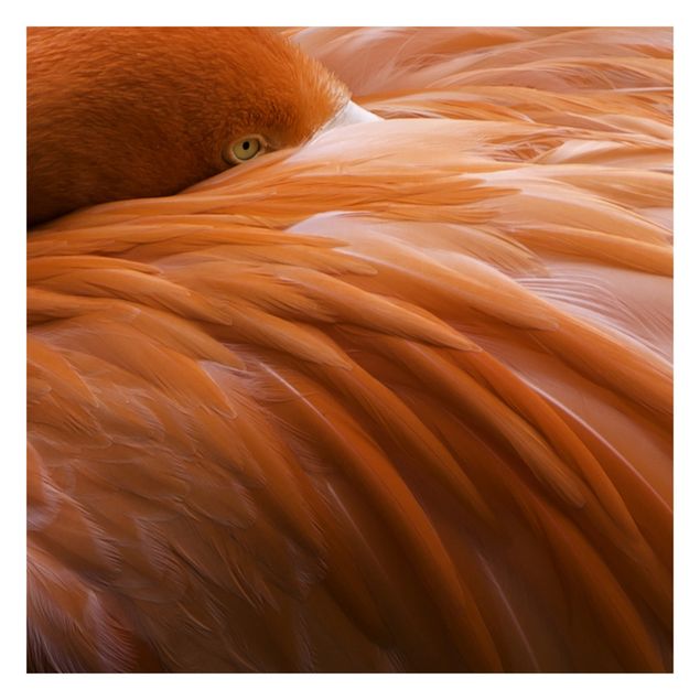 Fotobehang Flamingo Feathers