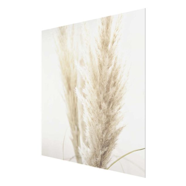 Glasschilderijen Soft Pampas Grass