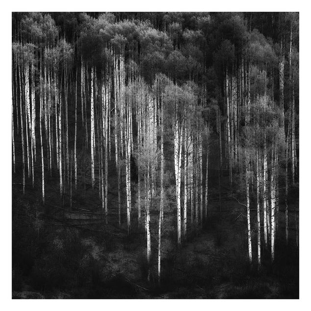 Fotobehang Birch Forest In Aspen