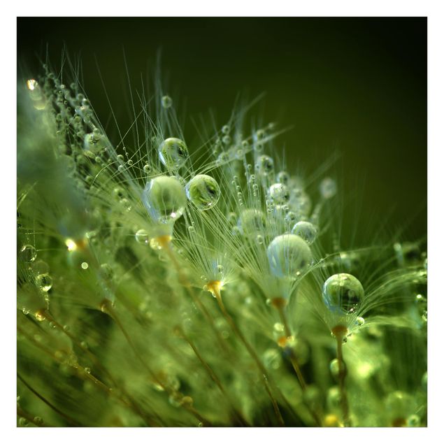Fotobehang Green Seeds In The Rain