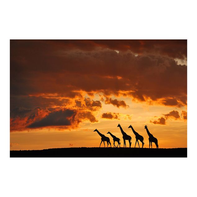 Fotobehang Five Giraffes