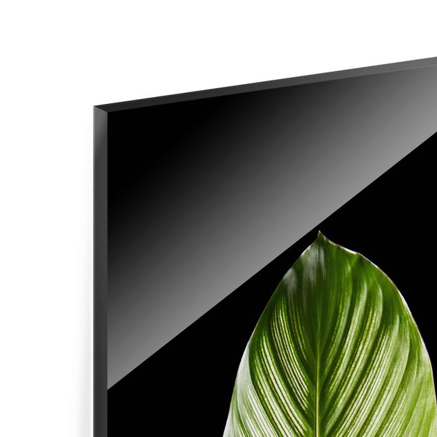 Glasschilderijen Leaf Calathea Ornata On Black 03