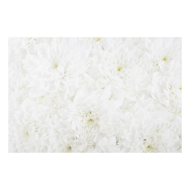 Glasschilderijen Dahlias Sea Of Flowers White