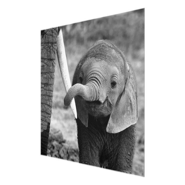 Glasschilderijen Baby Elephant