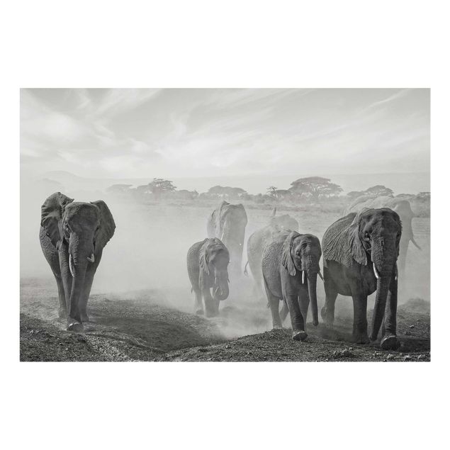 Glasschilderijen Herd Of Elephants