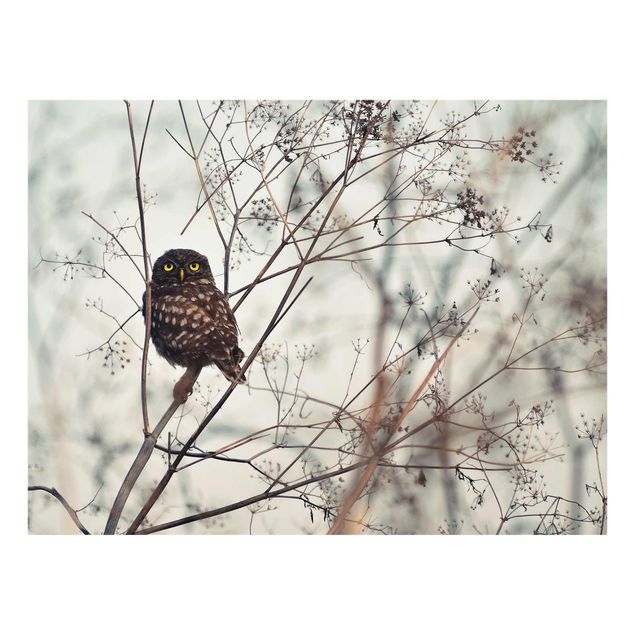 Glasschilderijen Owl In The Winter