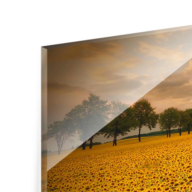 Glasschilderijen Field With Sunflowers