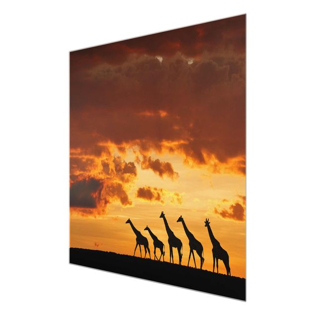 Glasschilderijen Five Giraffes