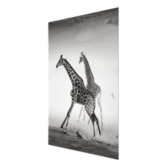 Glasschilderijen Giraffe Hunt